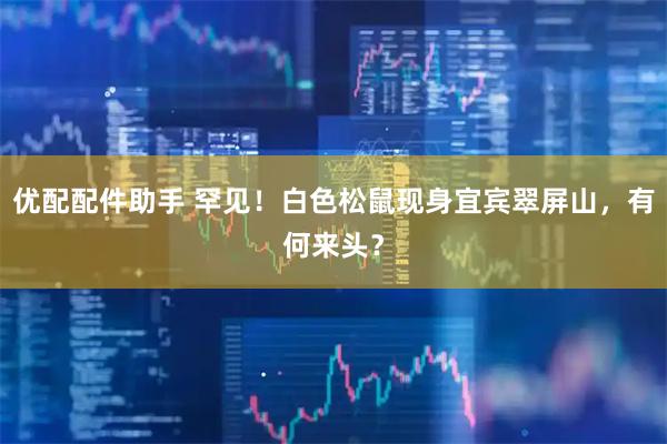 优配配件助手 罕见！白色松鼠现身宜宾翠屏山，有何来头？
